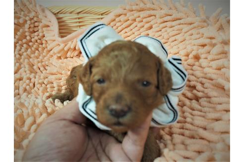 成約済の埼玉県のトイプードル-101692の1枚目